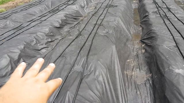 Вот почему капельный полив укладываем под агроспан. смотреть онлайн