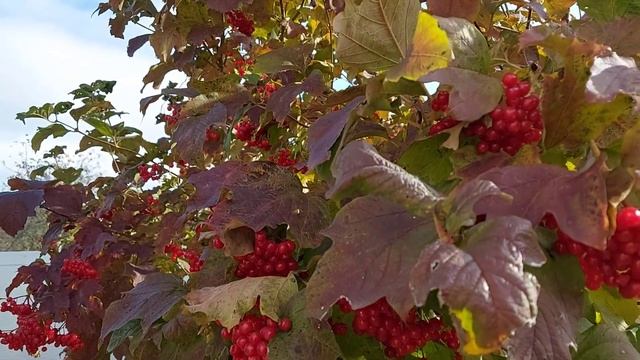 #Калина до невозможности полезная смотреть онлайн