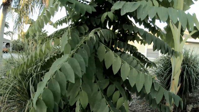 Edible Shrub Katuk - Southwest Florida Urban Gardening смотреть онлайн