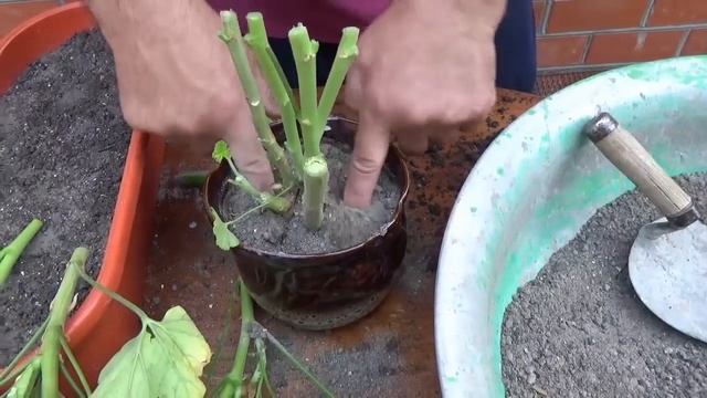 Осеннее черенкование Герани. Подготовка грунта смотреть онлайн