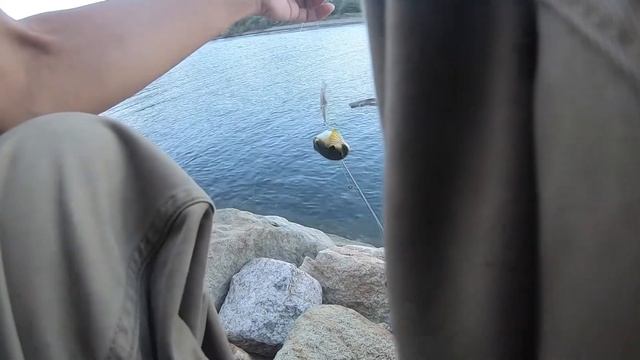 テトラワークス トト48Sでセイゴ釣り。ミノーイング смотреть онлайн