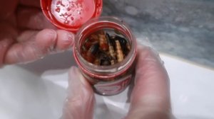 УДАЛЯЕМ ЛИЧИНКИ ИЗ МОЕЙ СОБАКИ! ОНИ ЖИВЫЕ! пранк над зверопапой