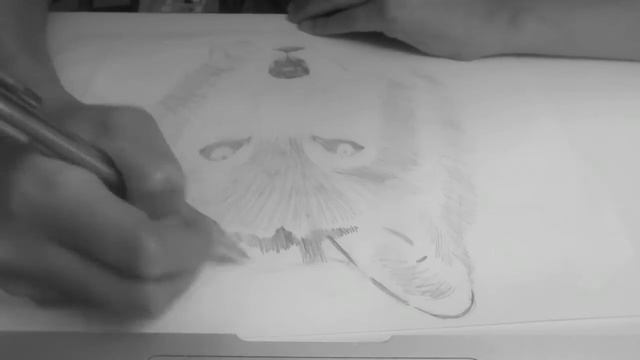 Wolf Sketch смотреть онлайн