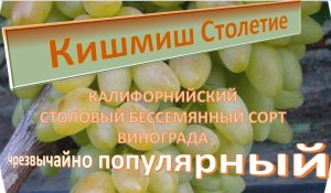 Виноград Кишмиш Столетие
