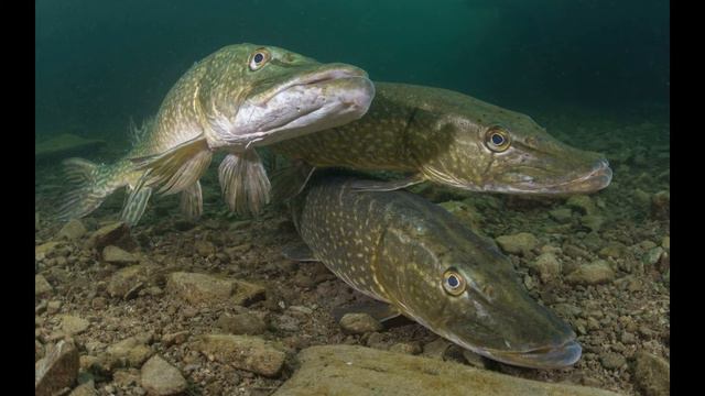 Водные кладовые Ковдорского района. смотреть онлайн