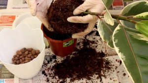 Фикус эластика - пересадка.