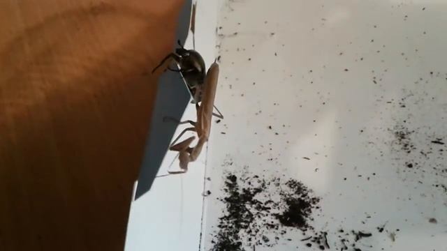 Битва насекомых 2!бронзовка vs богомол! смотреть онлайн