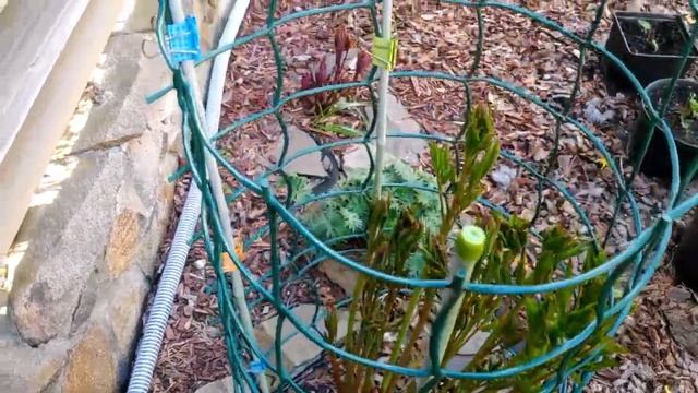 Сделайте такую СУПЕР опору и вашим растениям даже ураган будет ни по чём. смотреть онлайн