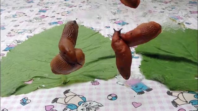 Красные слизни атакуют Подмосковье!/ Red Slugs Are Attacking The Suburbs! Видео от SAFa.