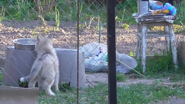 Папа Хаски учит бегать своих щенков)))) смотреть онлайн