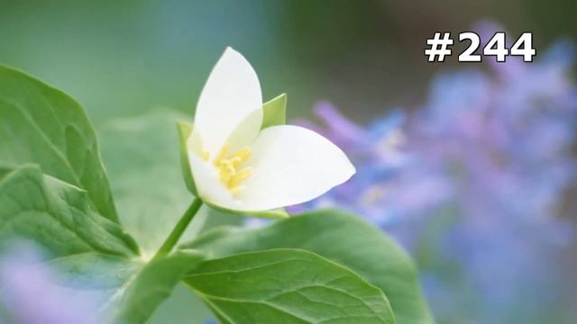 #244. Цветы и растения - самые яркие цветы смотреть онлайн