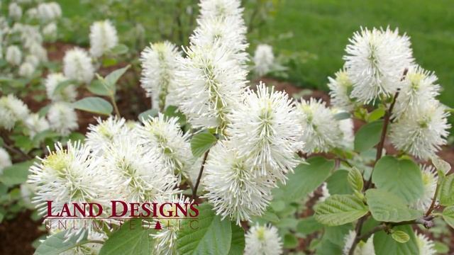 Fothergilla Gardenii - Dwarf Fothergilla Flowering Shrub | Trumbull CT Landscape Designer