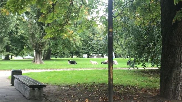 Первое утро в Зеленоградске, куда поедем дальше смотреть онлайн