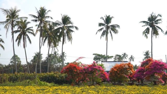 ЧУТЬ НЕ ЖЕНИЛИ во Вьетнамской глубинке!?