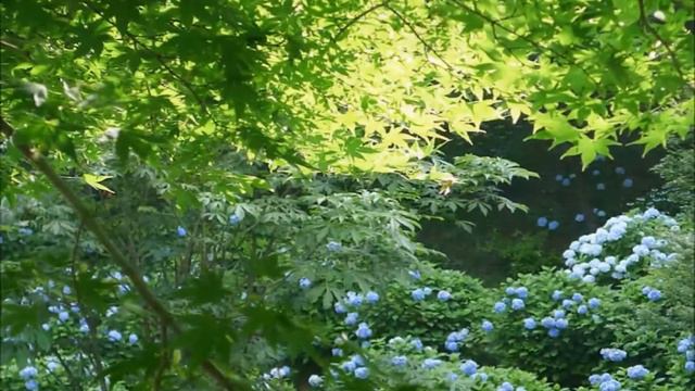 梅雨に咲く美しい花・紫陽花(あじさい) 3B…日本