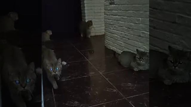 Котята манчкин с собакой смотреть онлайн