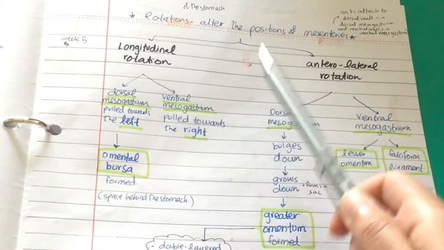 Development of the Stomach | Easy GIT Embryology| смотреть онлайн