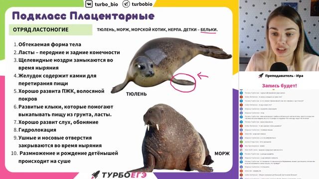 Млекопитающие смотреть онлайн