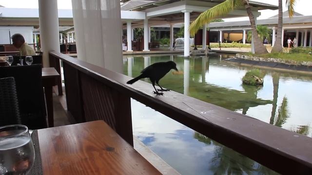 скворец canon 550D смотреть онлайн