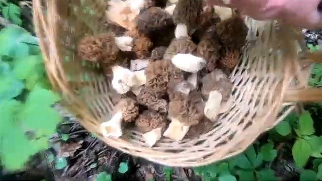 Сморчки - де ростуть та як заморозити на зиму смотреть онлайн