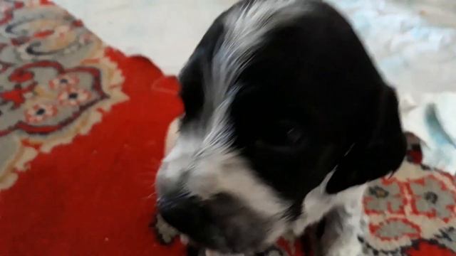 КАК КОРМЯТ ЩЕНКОВ. смотреть онлайн