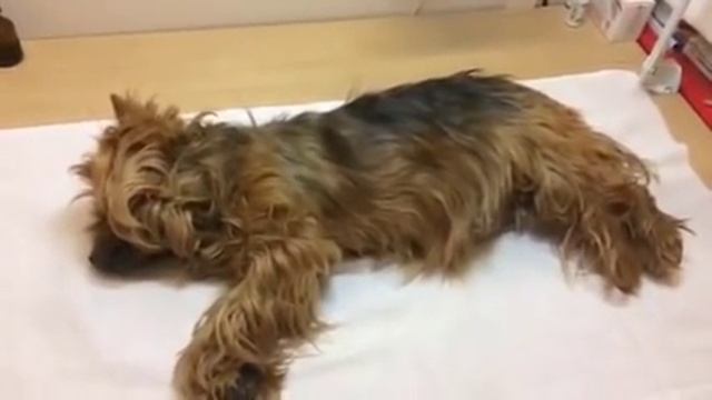 усыпление собаки смотреть онлайн