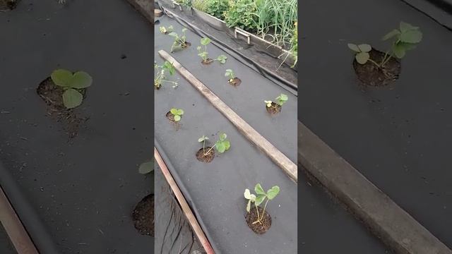 Заказала новые сорта земляники, которые я ещё не выращивала смотреть онлайн