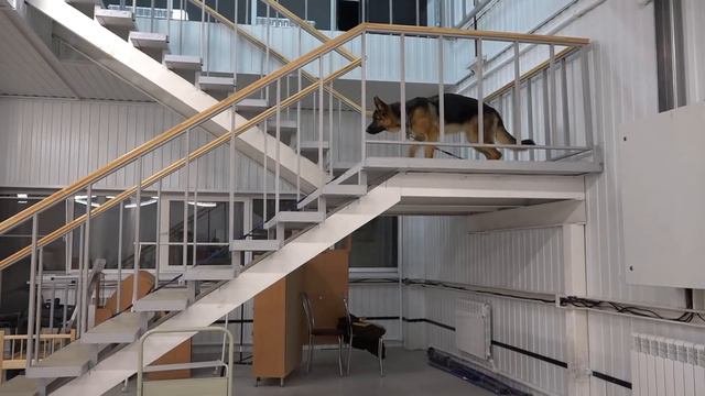 ДТ-220. Выездные уроки-работа со стаей немецких овчарок. Второй сезон. Урок 4 смотреть онлайн