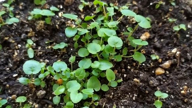 Колокольчик скученный Созвездие смесь. Всходы смотреть онлайн