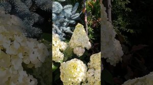 ГОРТЕНЗИЯ В ЛАНДШАФТНОМ ЦЕНТРЕ ЮКА #гортензия #купитьгортензию #новинкигортензий