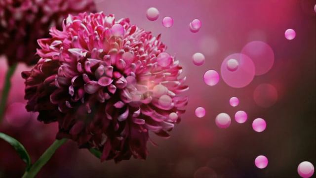 Футаж Цветочная нежность HD Video Background смотреть онлайн
