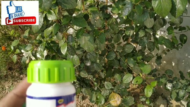 Spray Of Emidachloprid On White Bugs And Black Bugs Attack On Hibiscus Plant