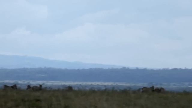 Nairobi National Park Safari смотреть онлайн