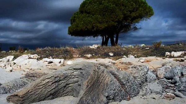 DANIELE UBERTO: EXECUTIVE di Michele Mangani