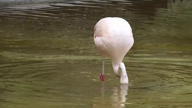 Groovy flamingo busts out awesome dance moves смотреть онлайн