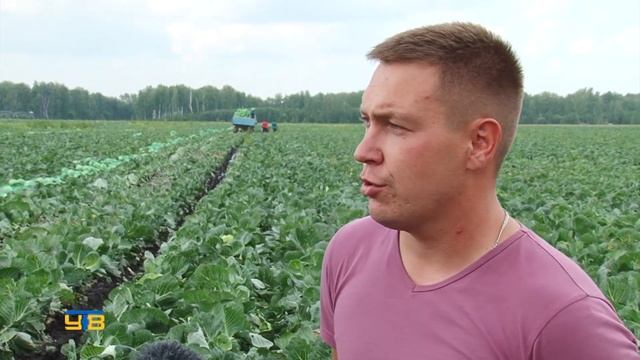 В ООО "Агрофирма КРиММ" идет уборка капусты смотреть онлайн