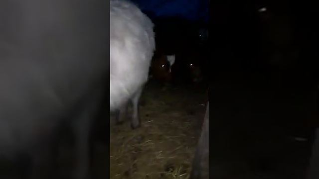 телята ауликоль смотреть онлайн