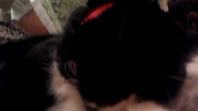 Как я одевала ошейник на своего кота или У КОГО ТО ЖИРНАЯ МОРДА!!(я хз как буду это снимать с него) смотреть онлайн