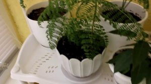 Комнатные растения из семян подросли. [Надежда и Мир]