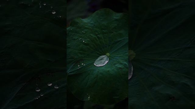 4K UHD UltraHD/Relaxing/Meditation/Ambience/Beautiful Waterfall/River/Beautiful Views смотреть онлайн