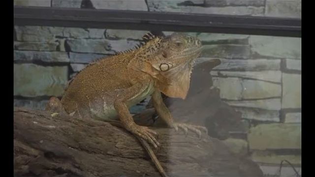 kontaktniy zoopark смотреть онлайн