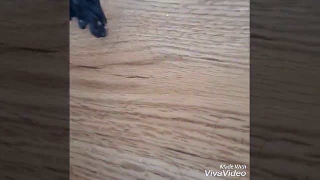 32 участника вк и 14 на русском Ютубе !!! Тусэ самых крутых лошадей ! смотреть онлайн