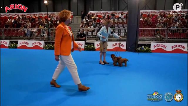 World Dog Show De Madrid 2020-2022. Basset Hound Mejor Grupo De Criador Del Mundo 🌍🏆