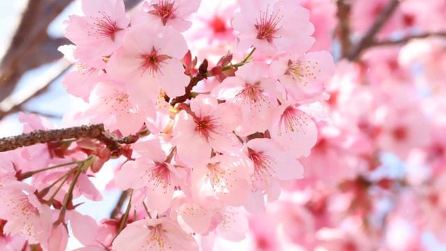 Как Выращивать  Сакуру Дома