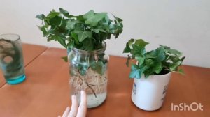 Хедера,плющ размножение