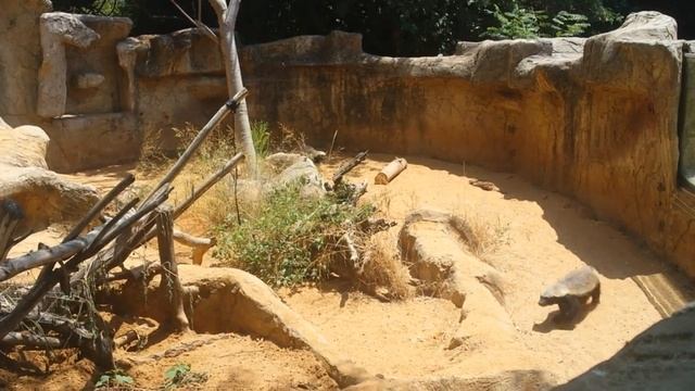Зоопарк в Израиле. Барсук-медоед - самый храбрый зверь смотреть онлайн