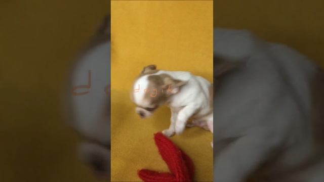 Маленькие собачки чихуахуа | Щенки смотреть онлайн