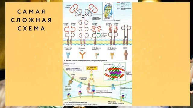 Открытая лекция на #встречачата: "Прививка от незнания. Разговор о плюсах и минусах вакцинации". смотреть онлайн