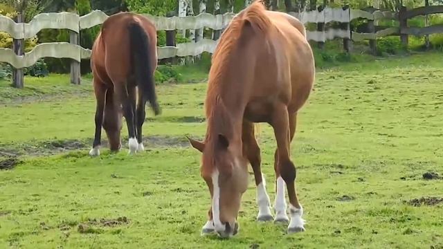 АРХАНГЕЛ МИХАИЛ - ЗВЁЗДНАЯ ПЕСНЬ ДУШИ смотреть онлайн