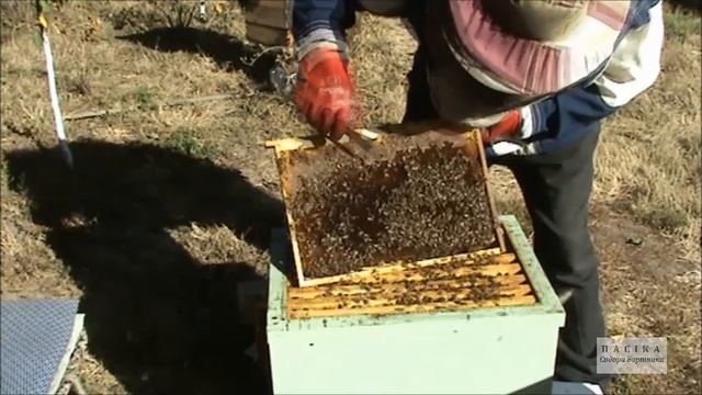Видео №73. Альпийско - дадановский улей. Замена матки в пчелосемье. 16.09.2020 г. смотреть онлайн